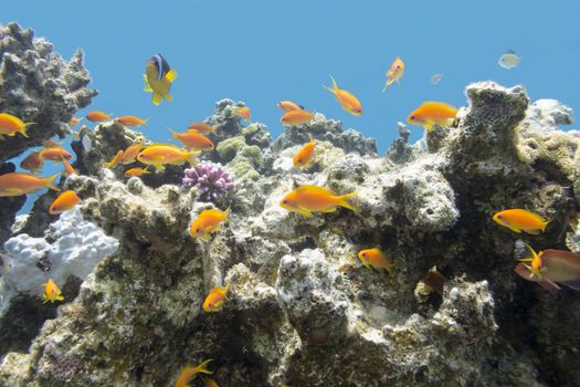 coral reef with hard corals and exotic fishes anthias in tropical sea