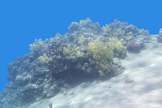 colorful coral reef at the bottom of tropical sea, underwater