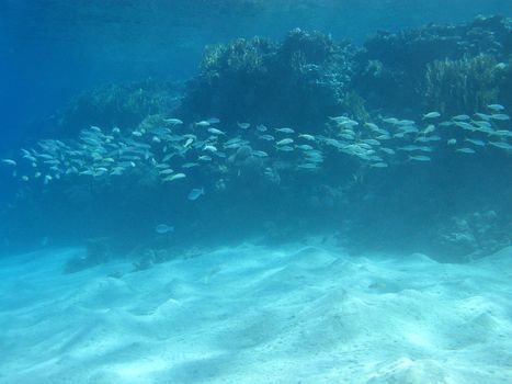 coral reef with shoal of goatfishes in tropical sea, underwater.