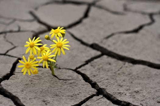 Lonely yellow flower growing on dried cracked soil
