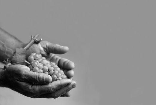 Horizontal front view of hard working hands holding up a fresh white grape with leaf on grey background