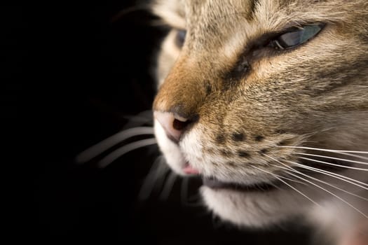 Horizontal close up portrait of a cat on black background