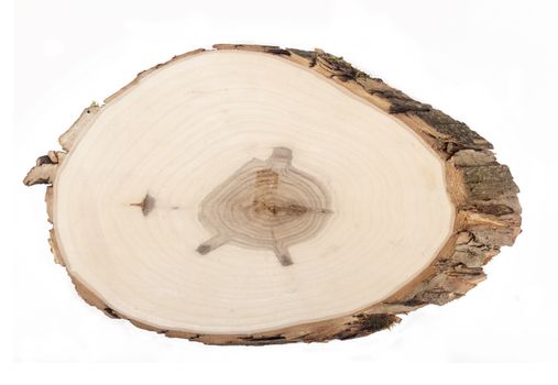 Wood section from a tree isolated on white background