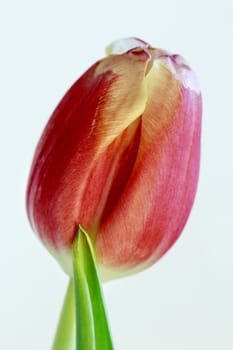 Red tulip isolated on white close to