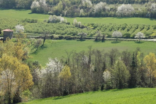 A typical view of Langhe with trees and fields