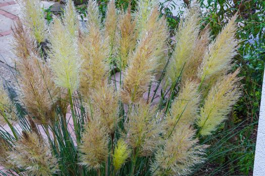 Reed called miscanthus inflorescence close up. Shallow depth of field.
