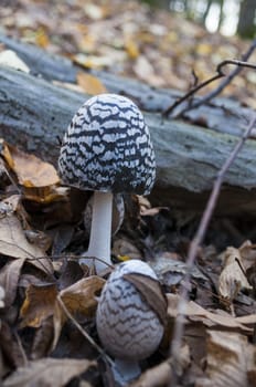 Mushroom growing in a darkly forest. Mushroom picking.