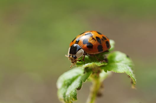 Closeup of a ladybug on a plant