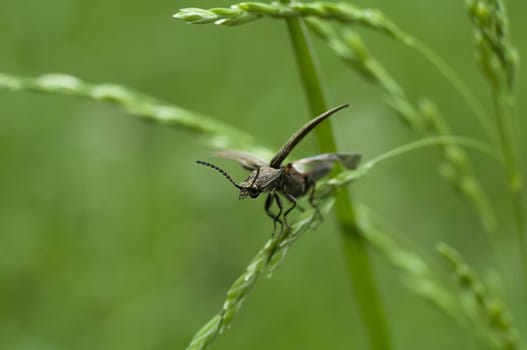 Bug getting ready to fly off from the grass