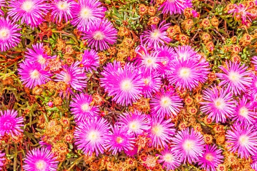 colorful pink flower blossom in nature