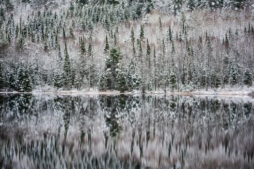 Still waters reflect winter forests.  Light snow under subdued overcast grey November sky.  Reflections of waterfront forest mirrored on the lake.