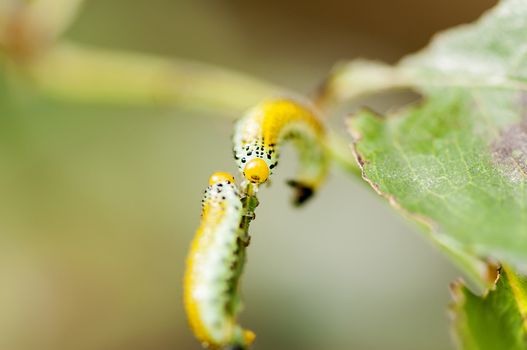 Two caterpillars crawling on a branch. Caterpillars intersecting on a leaf's tail