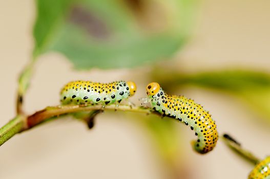 Two caterpillars crawling on a branch. Caterpillars intersecting on a leaf's tail