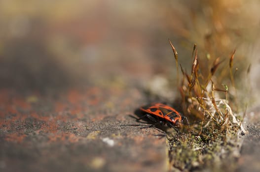 Firebug (Pyrrhocoris apterus) on a rock with a patch of moss