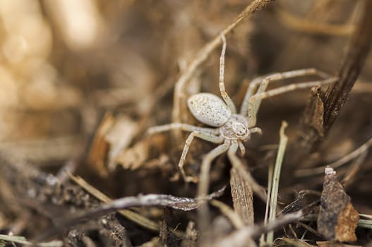 Small spider hiding in the grass. Camouflaged spider