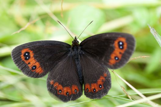 Closeup of black butterfly with red spots laying on grass