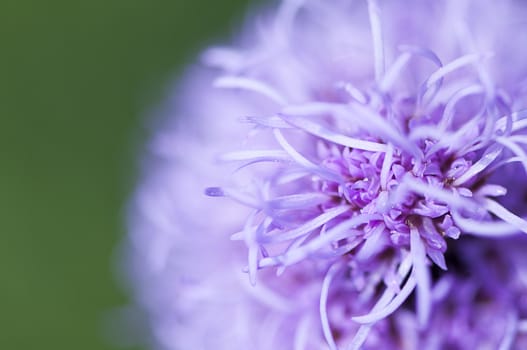 Close-up of a purple flower in the summer