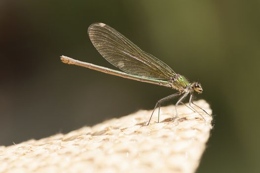 A dragonfly just landed on a straw hat