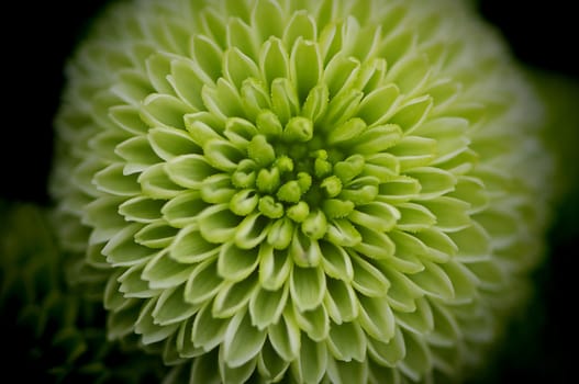 Close-up of a green chrysanthemum flower