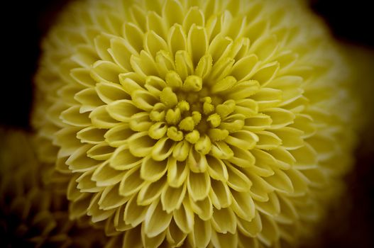 Close-up of a yellow chrysanthemum flower