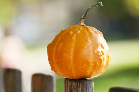 Decorative pumpkin in the sun on a fence