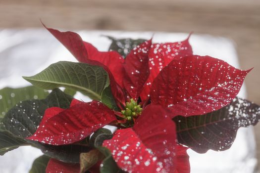 Red poinsettia holiday flower pot with silver sparkles sprinkled over the leaves and petals.