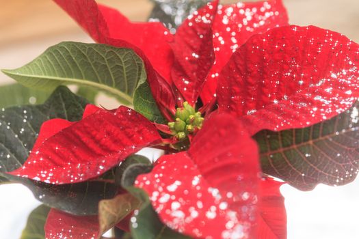 Red poinsettia holiday flower pot with silver sparkles sprinkled over the leaves and petals.