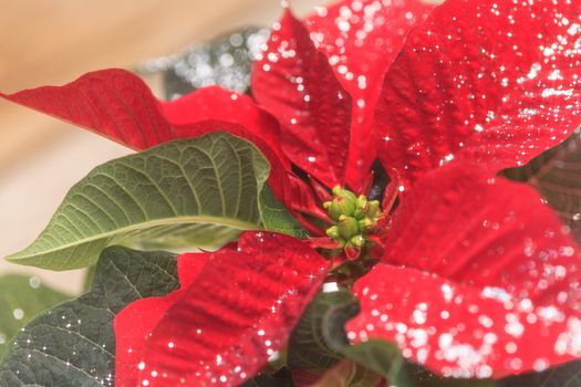 Red poinsettia holiday flower pot with silver sparkles sprinkled over the leaves and petals.