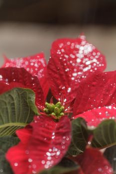 Red poinsettia holiday flower pot with silver sparkles sprinkled over the leaves and petals.