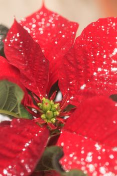 Red poinsettia holiday flower pot with silver sparkles sprinkled over the leaves and petals.