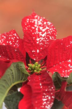 Red poinsettia holiday flower pot with silver sparkles sprinkled over the leaves and petals.