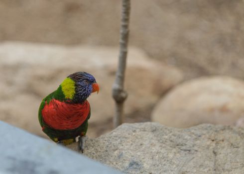 Rainbow Lorikeet bird, Trichoglossus haematodus, is found in the rainforest and woodlands of Australia.