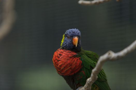 Rainbow Lorikeet bird, Trichoglossus haematodus, is found in the rainforest and woodlands of Australia.