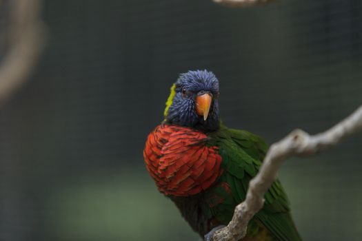 Rainbow Lorikeet bird, Trichoglossus haematodus, is found in the rainforest and woodlands of Australia.