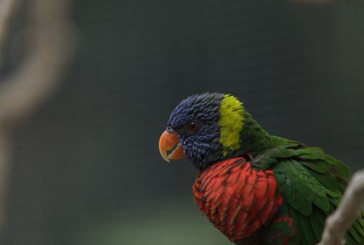 Rainbow Lorikeet bird, Trichoglossus haematodus, is found in the rainforest and woodlands of Australia.