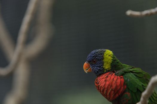 Rainbow Lorikeet bird, Trichoglossus haematodus, is found in the rainforest and woodlands of Australia.