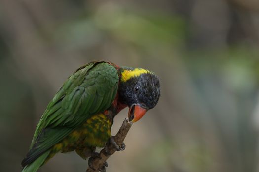 Rainbow Lorikeet bird, Trichoglossus haematodus, is found in the rainforest and woodlands of Australia.