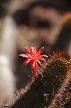 Tunilla erectociada red cactus flower blooms in a desert garden in Arizona, United States.