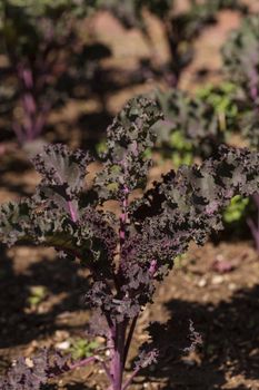 Scarlet Kale, Brassica oleracea, grows in an organic garden on a farm in Los Angeles, California, United States.