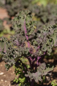 Scarlet Kale, Brassica oleracea, grows in an organic garden on a farm in Los Angeles, California, United States.