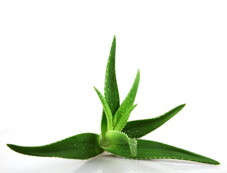 Aloe vera plant isolated on white.