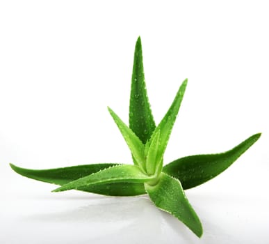 Aloe vera plant isolated on white.