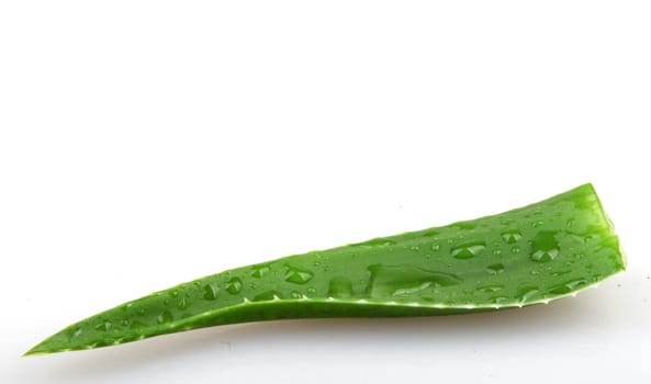 Aloe vera plant isolated on white.