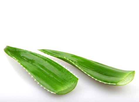 Aloe vera plant isolated on white.