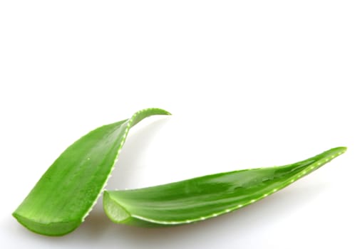 Aloe vera plant isolated on white.