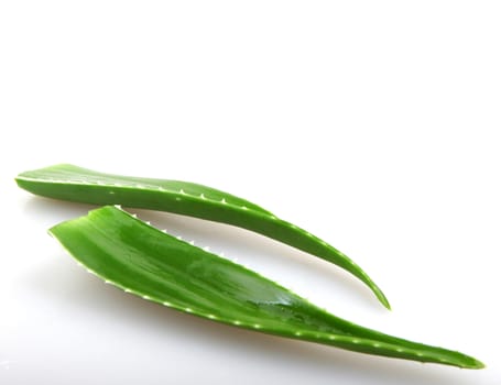 Aloe vera plant isolated on white.