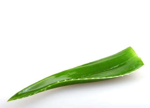 Aloe vera plant isolated on white.