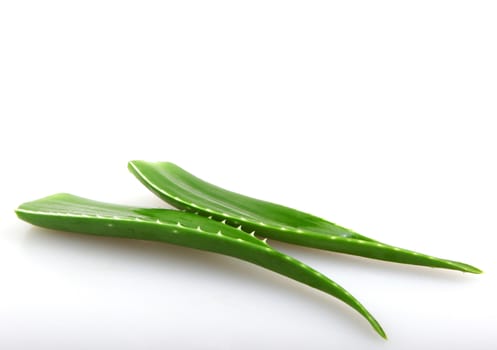 Aloe vera plant isolated on white.