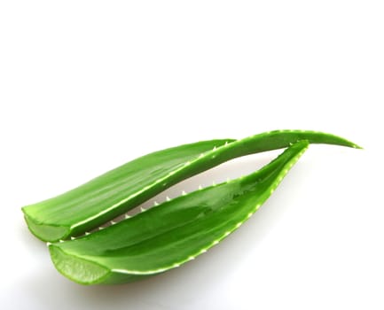 Aloe vera plant isolated on white.