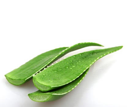 Aloe vera plant isolated on white.